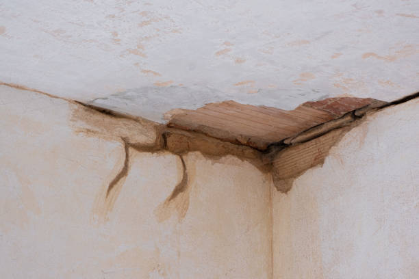 Best Professional water damage repair  in Paradise Hills, NM