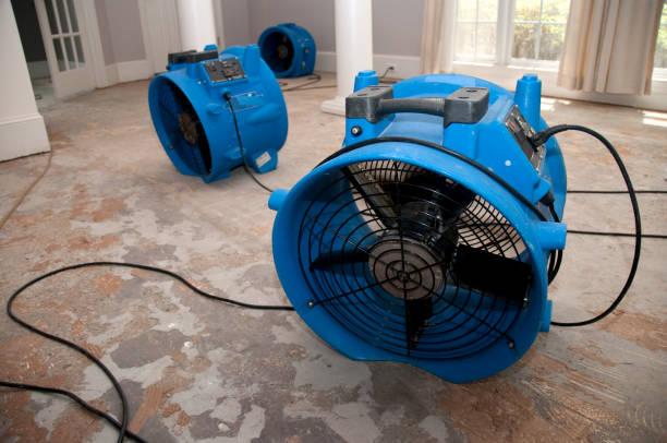 Best Mold removal after water damage  in Paradise Hills, NM